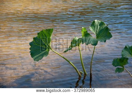 Aquatic Plants, Green Large Leaves, Beautiful Flower In Water On A Sunny Day