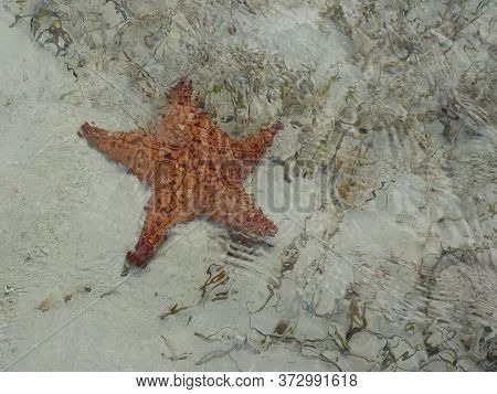 Starfish Underwater While Kayaking On Aklins Island, Bahamas