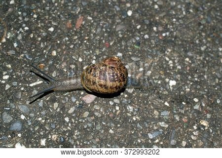Closeup Of A Common Garden Snail, Cornu Aspersum, Slugging Through A Sidewalk. Garden Snails Are Ser
