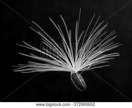 Pappus Seed Of The Purple Star Thistle, Centaurea Calcitrapa, Against Black Background