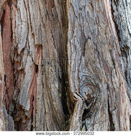 The Bark Of A Pine Tree - Texture Or Background