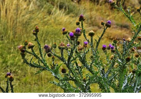 Onopordum Acanthium (cotton Thistle, Scotch Thistle), Is A Flowering Plant In The Family Asteraceae.