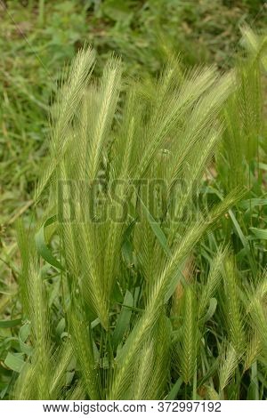 Hordeum Murinum Aka Wall Barley Or False Barley Grass Plant