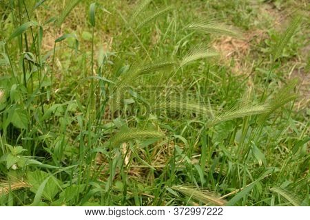 Hordeum Murinum Aka Wall Barley Or False Barley Grass Plant