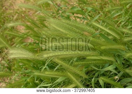 Hordeum Murinum Aka Wall Barley Or False Barley Grass Plant