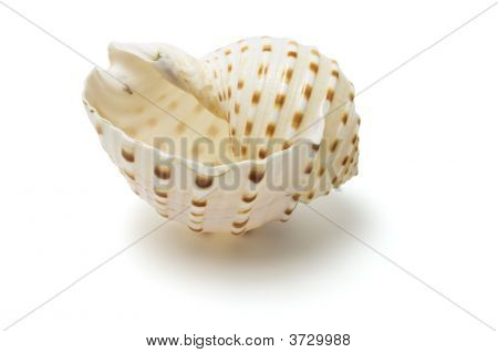 海螺壳