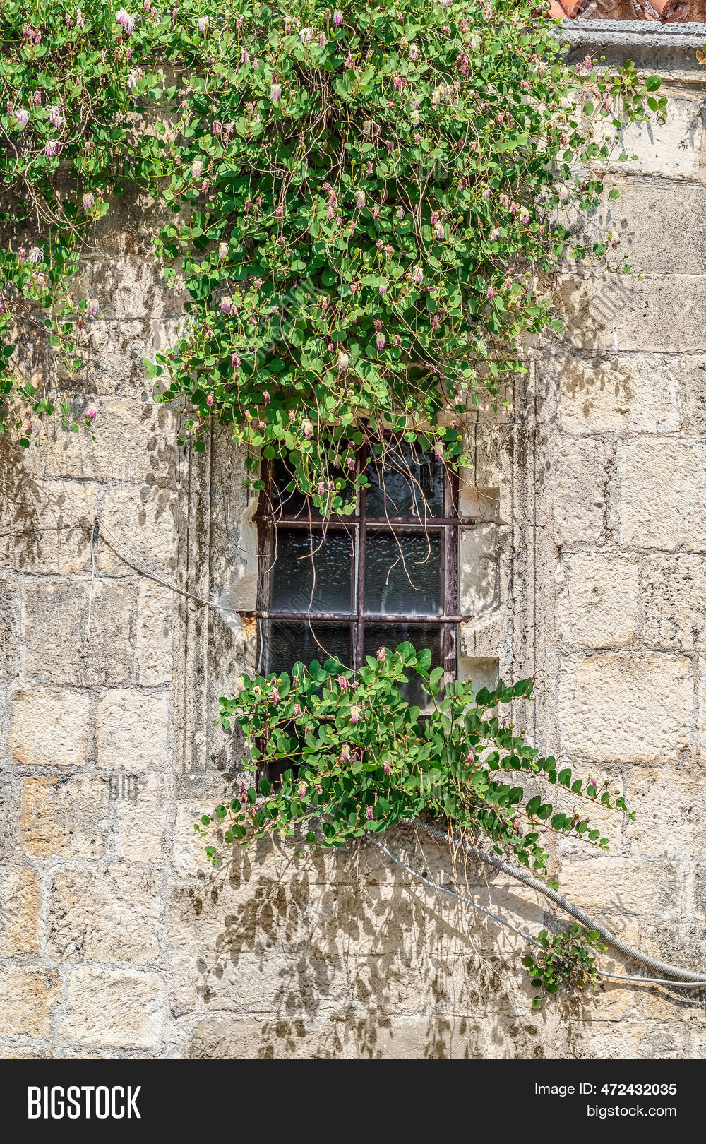 Flowering Caper Bushes Image & Photo (Free Trial) Bigstock