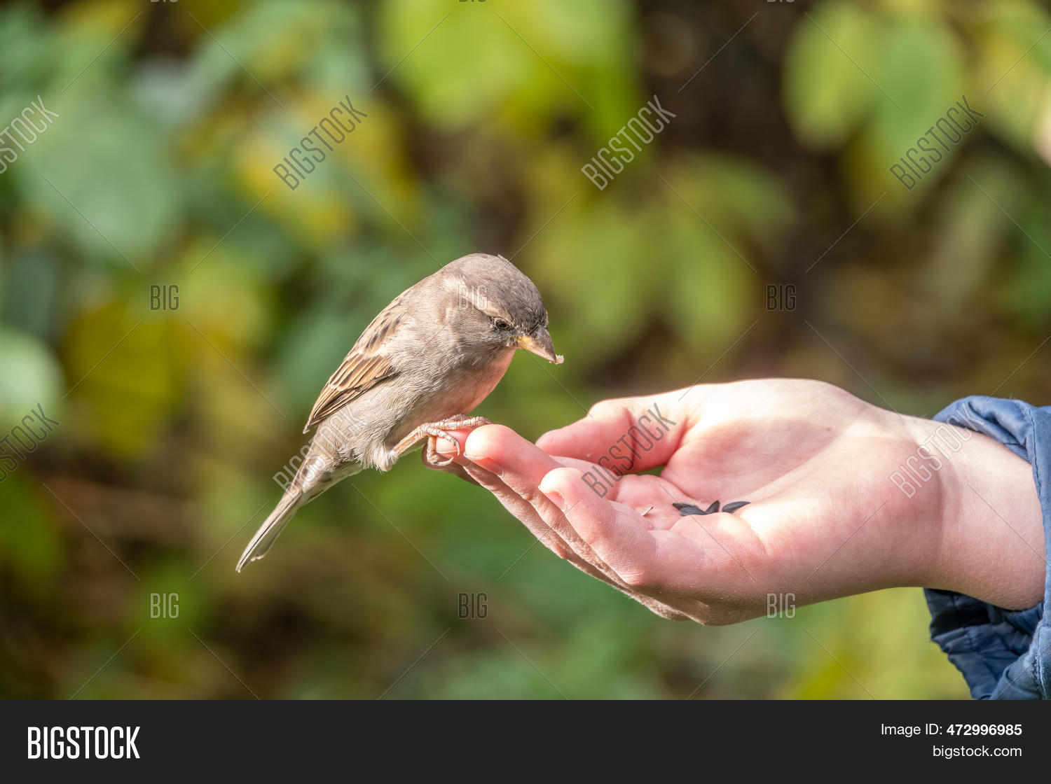 Boy Feeds Birds Seeds Image & Photo (Free Trial) Bigstock