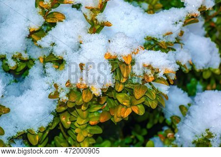 Green And Brown Leaves Of Boxwood Hedge Greenery Buxus Sempervirens Aurea Covered With Snow