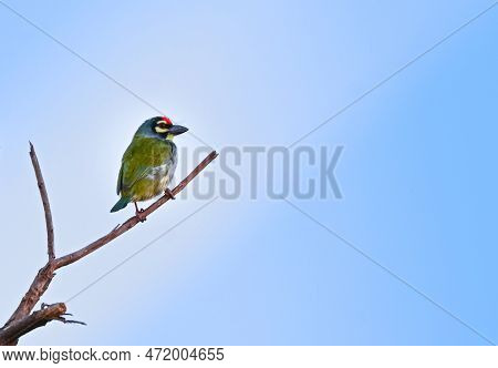 Asian Bar Bet Bird Sitting On Branch With Clear Background