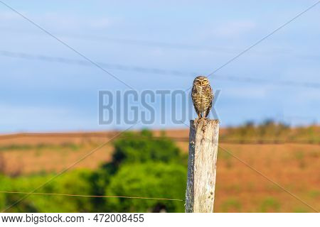 Owel Over A Fence Staring The Camera, Venancio Aires, Rio Grande Do Sul, Brazil