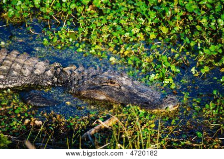 Alligator i träsket
