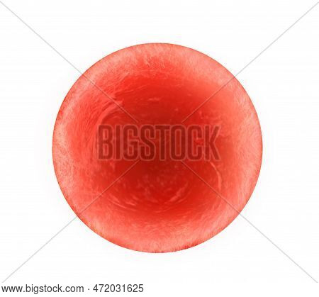Ovum (egg Cell) On White Background, Illustration