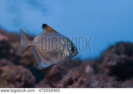 Silver Moon Fish Monodactylus, Close-up On A Blurred Background.