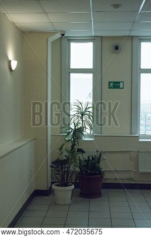 Flowers In The Hallway In The Office Center Next To The Window