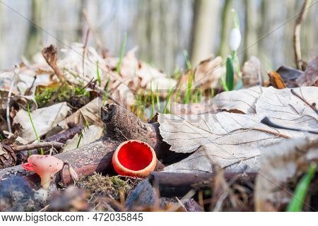 The Early Spring Edible Mushroom Sarcoscypha Coccinea, Commonly Known As The Scarlet Elf Cup, Grows 