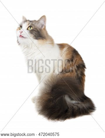 Funny Beautiful Fluffy Cat Licks Isolated On The White Background