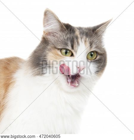 Funny Beautiful Fluffy Cat Licks Isolated On The White Background