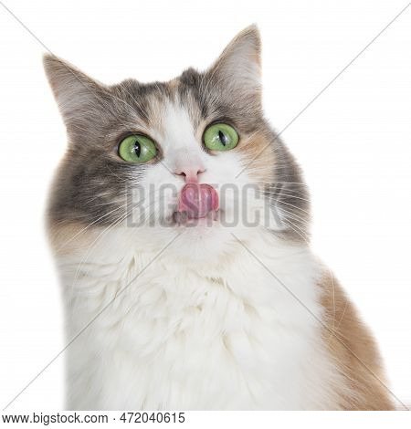 Funny Beautiful Fluffy Cat Licks Isolated On The White Background