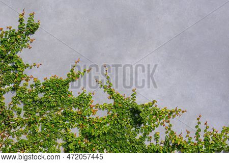 Green Creeper Plant Are Growing On Loft Concrete Wall Background, Exterior Wall Decoration With Ivy 