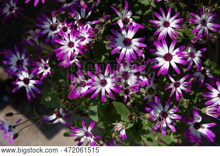 Potted Magenta Bicolour Pericallis Hybrida Or Cineraria Florists Cineraria Or Common Ragwort Floweri