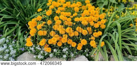 Coreopsis Grandiflora Or Large-flowered Tickseed Yellow Flowers In The Garden Design.