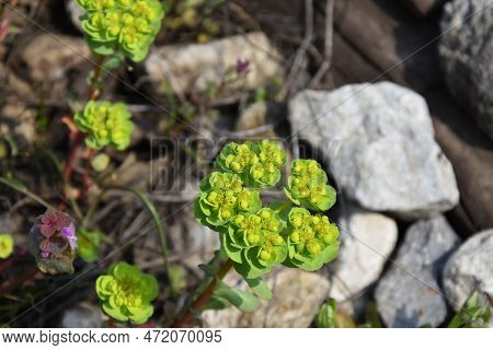 Euphorbia Helioscopia Flower, The Sun Spurge Or Madwoman's Milk