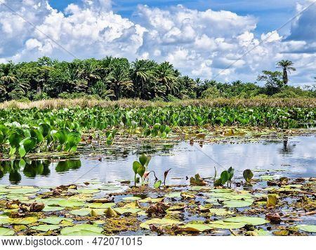 Canoe Tour On The Pantanal Marimbus, Waters Of Many Rivers And Abundant Vegetation, In Andarai, Bahi