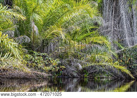Canoe Tour On The Pantanal Marimbus, Waters Of Many Rivers And Abundant Vegetation, In Andarai, Bahi