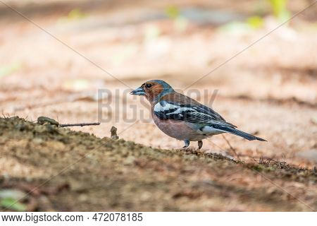 Common Chaffinch, Fringilla Coelebs, Sits On The Ground In Spring. Common Chaffinch In Wildlife.