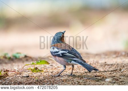 Common Chaffinch, Fringilla Coelebs, Sits On The Ground In Spring. Common Chaffinch In Wildlife.