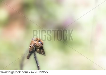 A Bird Of The Type Estrildidae Sparrow Or Estrildid Finches Perched On A Branch On A Sunny Morning, 