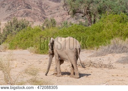 Impression Of An African Desert Elephant - Loxodonta Africana- Wandering In The Desert In North West