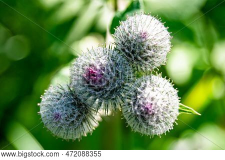 Beautiful Growing Flower Root Burdock Thistle On Background Meadow