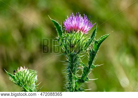 Beautiful Growing Flower Root Burdock Thistle On Background Meadow