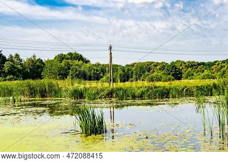 Beautiful Grass Swamp Reed Growing On Shore Reservoir In Countryside