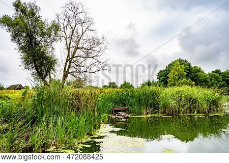 Beautiful Grass Swamp Reed Growing On Shore Reservoir In Countryside
