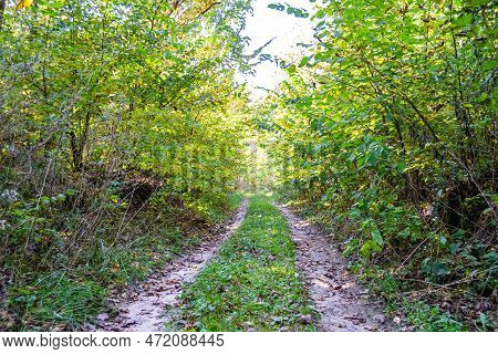 Photography On Theme Beautiful Footpath In Wild Foliage Woodland