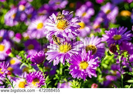 Beautiful Wild Flower Winged Bee On Background Foliage Meadow
