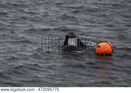 Haenyeo Female Divers Or Haenyo Women Diving Scuba For Keeping Clam Abalone Shells In Underwater In