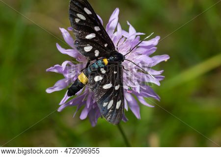 Close Up Of A Nine Spotted Moth Amata Phegea With Spread Wings.