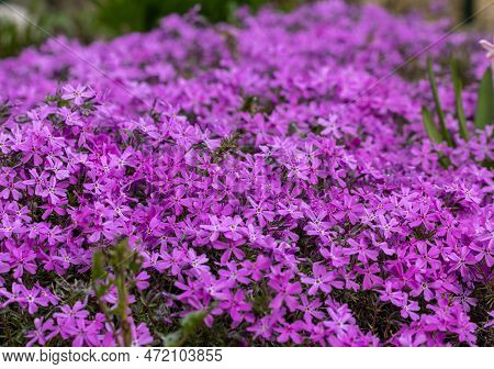 Lilac Aubrieta Deltoidea Flowers In The Garden.