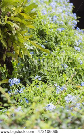 Summer Flower Background, Out Of Focus, Vertical, Copy Space. Blue Flowers For Cover Design, Defocus
