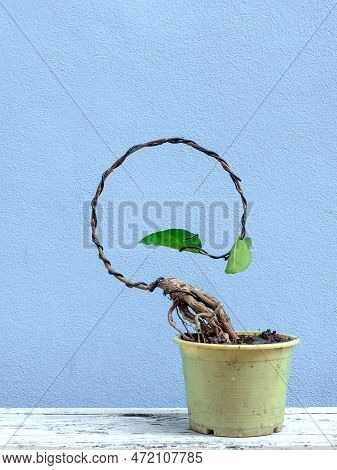 Ficus Sp Or Premna Start To Make Bonsai In Moon Concept