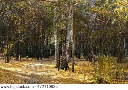 Birch Trunks Grow Together In The Dense Thicket Of The Autumn Forest