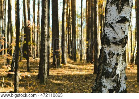 Close-up Of A Birch Trunk Against The Background Of Defocused Pine Trunks In An Autumn Sunny Forest