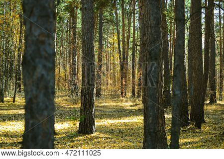 Trunks Of Pine Trees In A Dense Thicket Of A Sun-drenched Autumn Forest