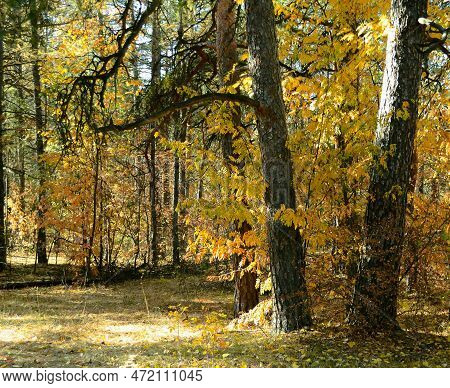 Two Pine Trunks In A Dense Thicket Of An Autumn Forest On A Sunny Day