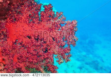 Beautiful Red Soft Coral Dendronepthya.  Underwater Scene Of Biodiversity Of Coral Reef.