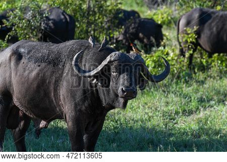 Buffaloes At The Kruger National Park On South Africa